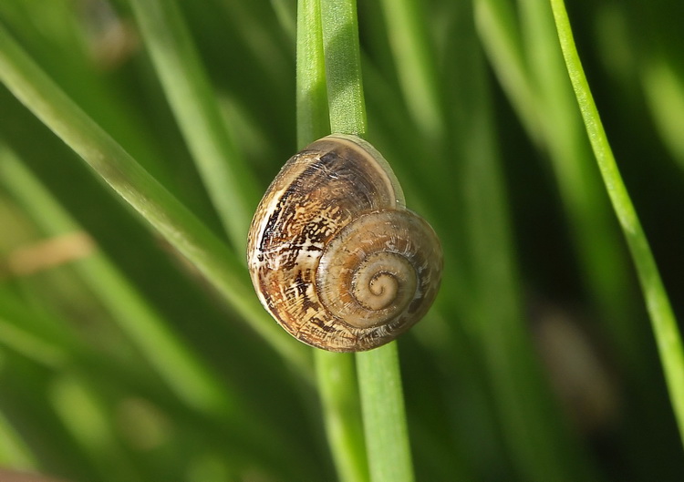 Gasteropode di Pantelleria [Eobania vermiculata]